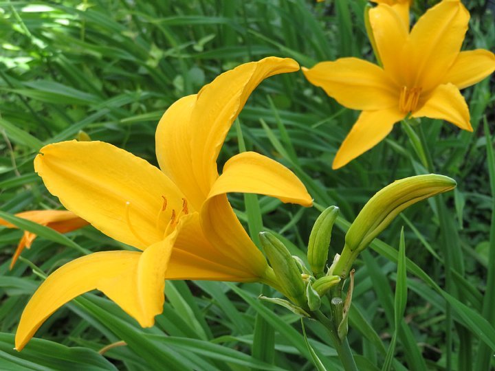 21年6月6日 ノカンゾウの花 今日の風に吹かれましょう