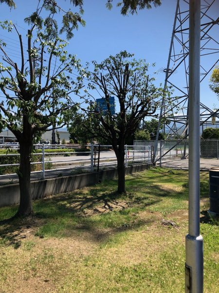 強剪定 シラカシ 三楽 3luck 造園設計 施工 管理 樹木樹勢診断 治療 強剪定 シラカシ 三楽 3luck 造園設計 施工 管理 樹木樹勢診断 治療