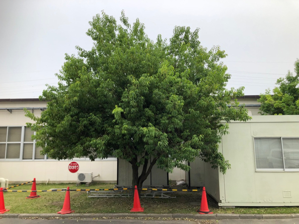 強剪定 シラカシ 三楽 3luck 造園設計 施工 管理 樹木樹勢診断 治療 強剪定 シラカシ 三楽 3luck 造園設計 施工 管理 樹木樹勢診断 治療
