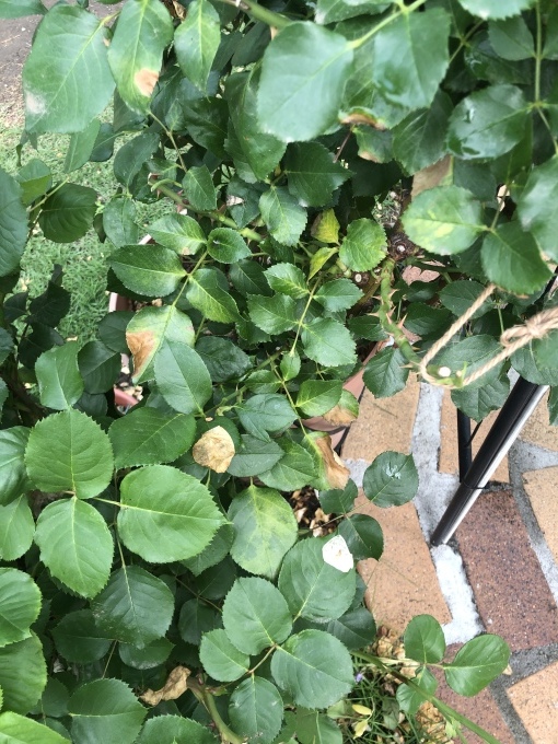 ヤバイ！ミステリューズとストロベリーアイスも枯れ出した(T . T)と素敵便♡_a0396654_20051961.jpeg