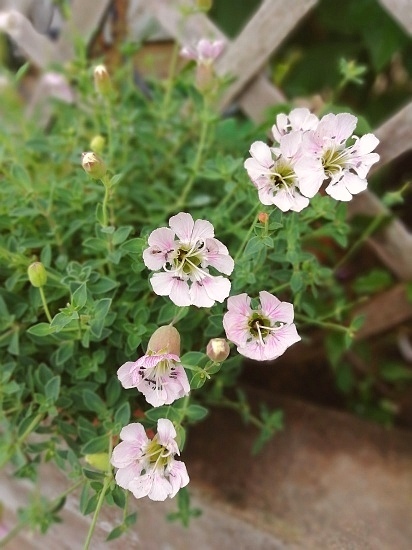シレネ 小庭 Garden 花色綴り