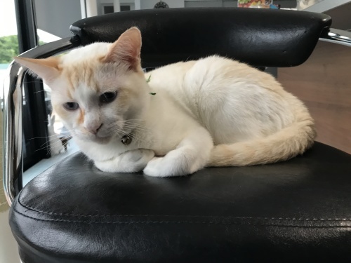 Temporarily closed._c0153966_21525864.jpeg