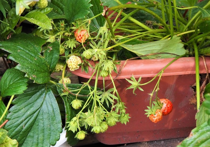 老兵はただ消え去るのみ 自然界の厳しい現実 さくらのひとりごと