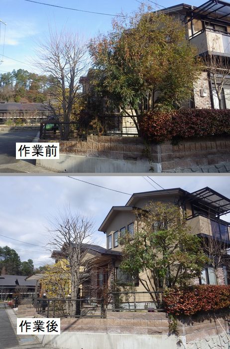 シマトネリコとカツラの剪定 京都市庭木剪定 庭 佳niwaka 庭木1本からの植木屋 シマトネリコとカツラの剪定 京都市庭木剪定 庭 佳niwaka 庭木1本からの植木屋