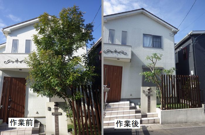 シマトネリコの剪定 京都市庭木剪定 庭 佳niwaka 庭木1本からの植木屋 シマトネリコの剪定 京都市庭木剪定 庭 佳niwaka 庭木1本からの植木屋
