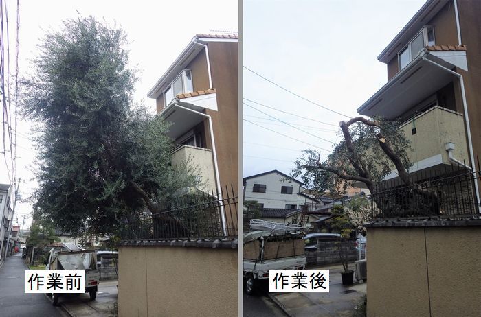 オリーブの強剪定 京都市庭木剪定 庭 佳niwaka 庭木1本からの植木屋