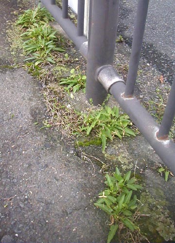 ●「バス停の 草の合間に 白スミレ 雨に打たれて 吾を見上げる」_d0053294_00151783.jpg