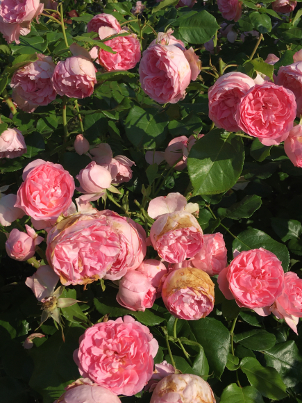 「RoseRose」ふんだんなお花の香りのブレンドが出来上がりました♡_f0399901_10591180.jpg