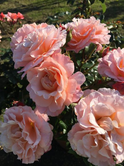 「RoseRose」ふんだんなお花の香りのブレンドが出来上がりました♡_f0399901_10591451.jpg