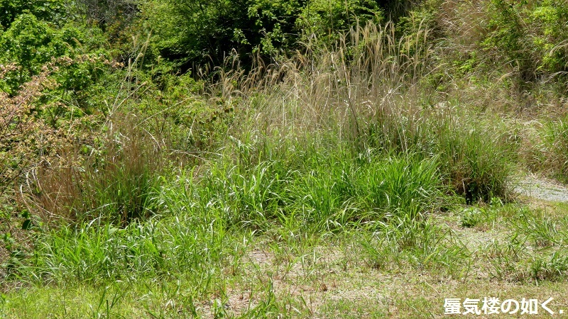 「ゆるキャン△S2」舞台探訪16 一人のキャンプ その3/3 なでしこ野田健康緑地公園キャンプ場(第8話)_e0304702_10184345.jpg