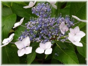 紫陽花は雨が好き 花図鑑 第2巻 紫陽花は雨が好き 花図鑑 第2巻