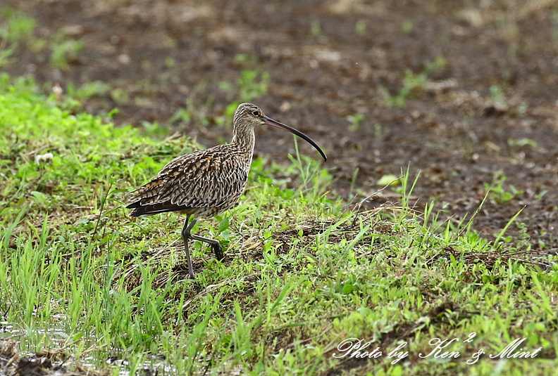 初見♪初撮り♪「ホウロクシギ」さん~Σ^)　byケンケン編_e0218518_00114278.jpg