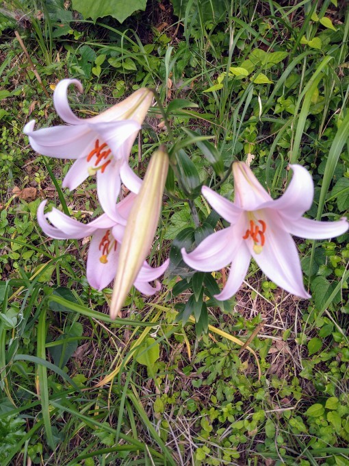 季節の花_b0151724_14032125.jpg