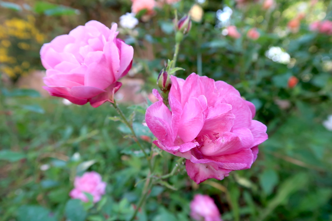 ペルージャの庭でもバラが咲いています_f0234936_07135353.jpg