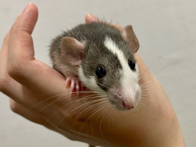 小動物部門もがんばっています!_b0174337_01102529.jpeg