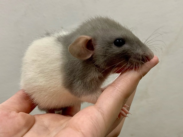 小動物部門もがんばっています!_b0174337_01102555.jpeg