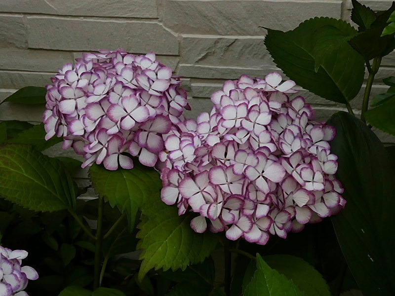 35 予約商品 Rft 91w Potenza ポテンザ ブリヂストン ポテンザ Potenza S001 Bridgestone Bmw承認 S001 12月上旬入荷予定 225 45r17 ランフラットタイヤ 新品 Tirewheel 店 225 45r17 91w Bridgestone ポテンザ S001