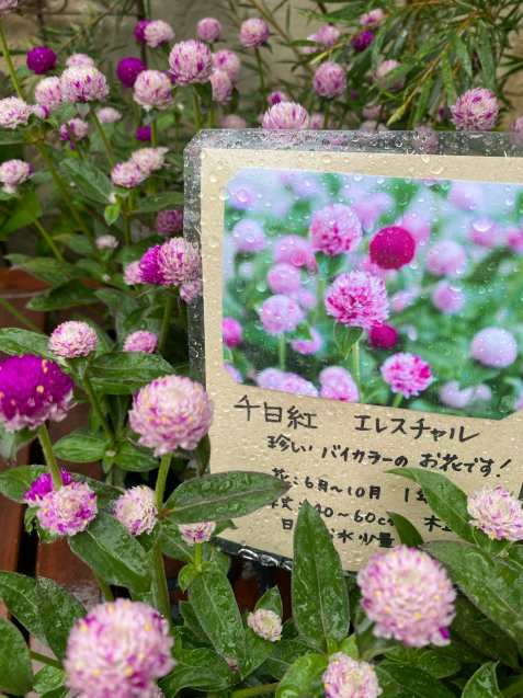 千日紅エレスチャル 花温 の花話 千日紅エレスチャル 花温 の花話