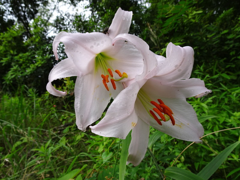 ササユリ便り⑩・・・せんなん里海公園内うみべの森_c0108460_18295261.jpg