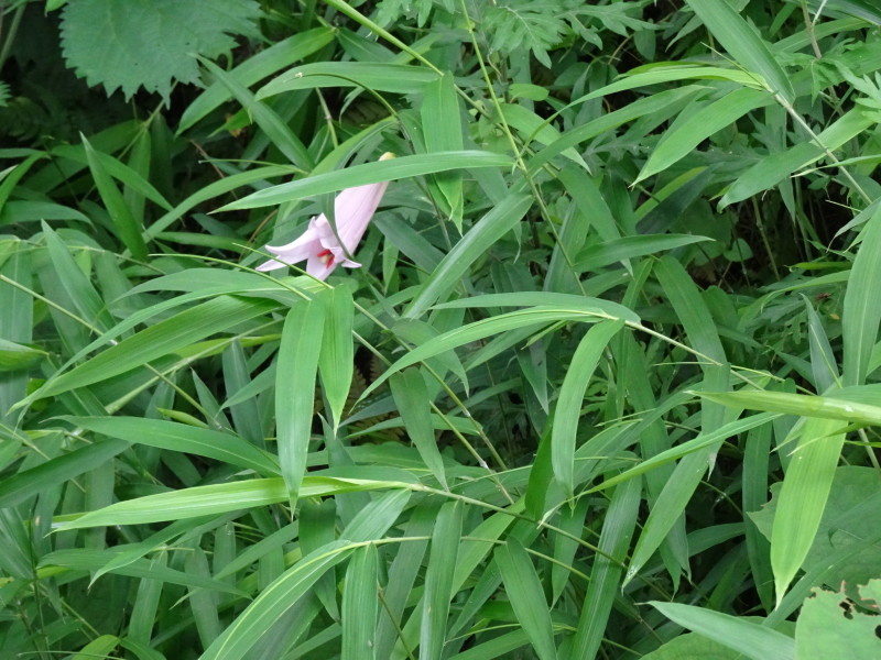 ササユリ便り⑩・・・せんなん里海公園内うみべの森_c0108460_18403934.jpg