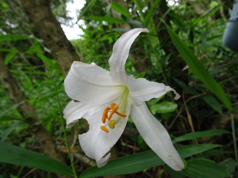 ササユリ便り⑩・・・せんなん里海公園内うみべの森_c0108460_18410877.jpg