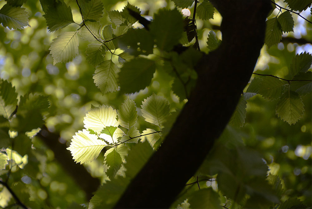 花言葉は平和だって 木の気持