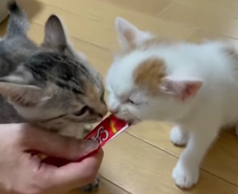 Youtube 預かりさん宅に移動した子猫2匹と多頭崩壊チーム Rescued Cats Npo法人 府中猫の会 Youtube 預かりさん宅に移動した子猫2匹と多頭崩壊チーム Rescued Cats Npo法人 府中猫の会
