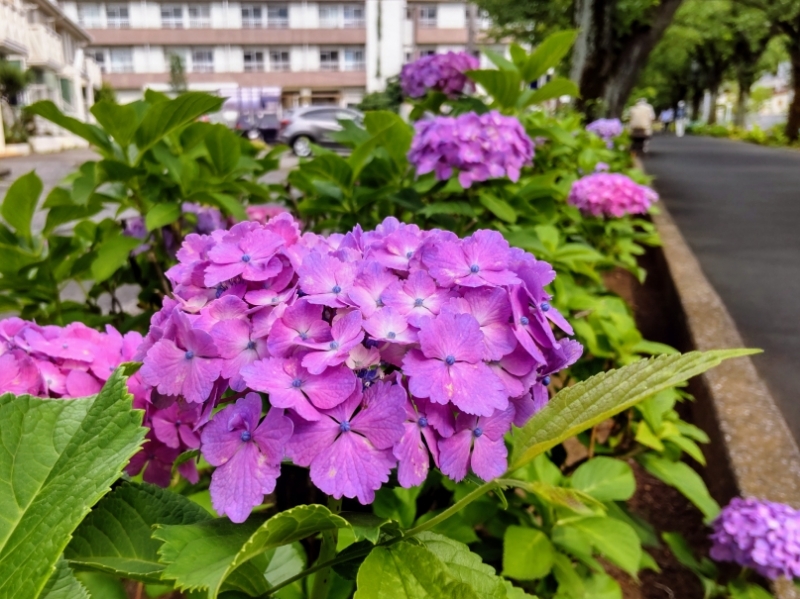 ある日のあじさい 武蔵浦和 花と緑の散歩道 So Much Life