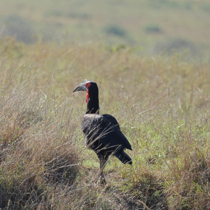 千葉県で目撃が相次いだ怪鳥 ミナイジサイチョウ とはこんな鳥 旅プラスの日記 千葉県で目撃が相次いだ怪鳥 ミナイジサイチョウ とはこんな鳥 旅プラスの日記