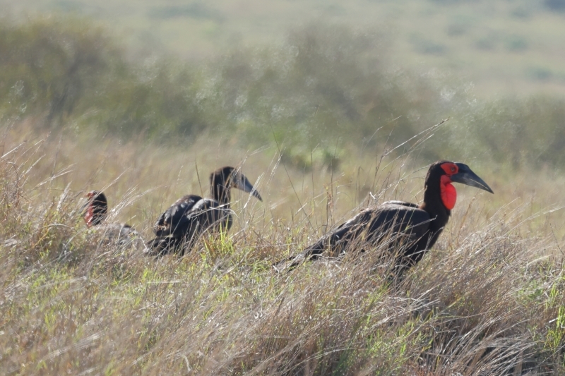 千葉県で目撃が相次いだ怪鳥 ミナイジサイチョウ とはこんな鳥 旅プラスの日記 千葉県で目撃が相次いだ怪鳥 ミナイジサイチョウ とはこんな鳥 旅プラスの日記