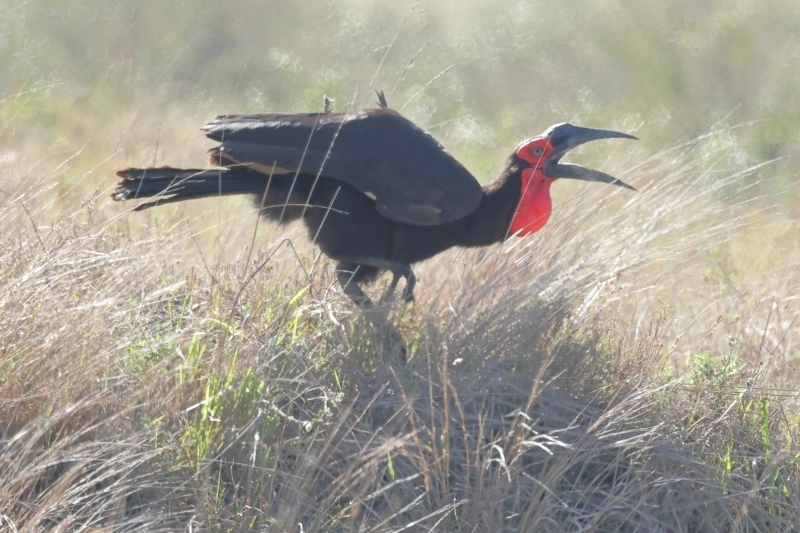 千葉県で目撃が相次いだ怪鳥 ミナイジサイチョウ とはこんな鳥 旅プラスの日記 千葉県で目撃が相次いだ怪鳥 ミナイジサイチョウ とはこんな鳥 旅プラスの日記