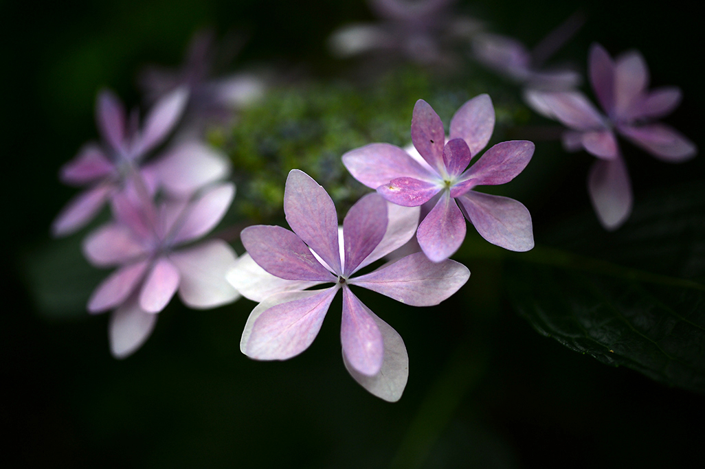 原色花図鑑的2 高幡不動の紫陽花 東京ときどき写真記 原色花図鑑的2 高幡不動の紫陽花 東京ときどき写真記