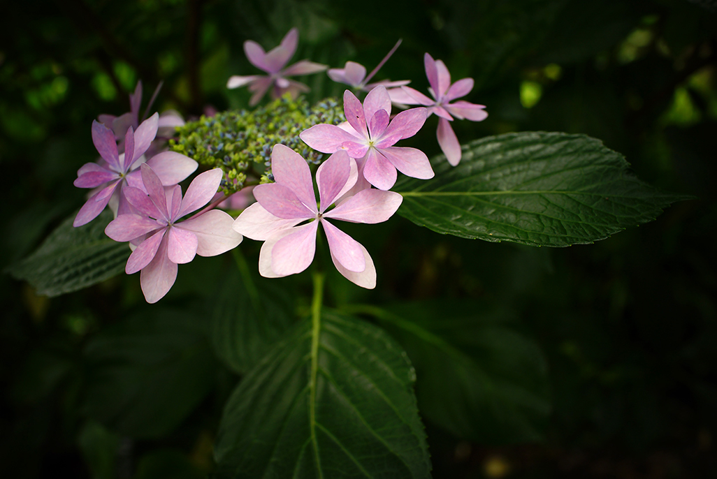 原色花図鑑的2 高幡不動の紫陽花 東京ときどき写真記