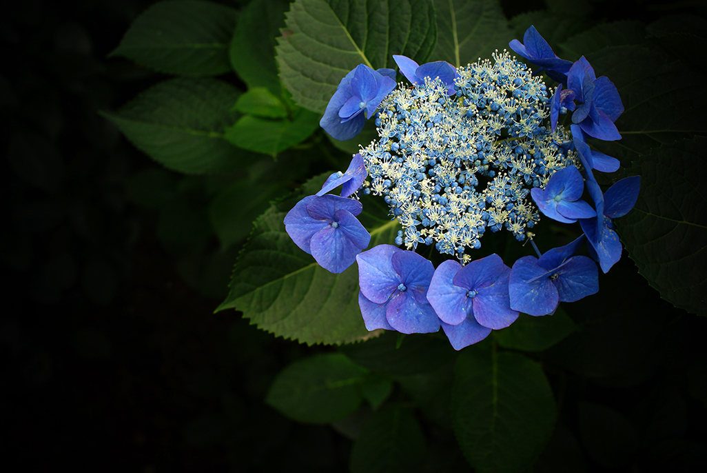 原色花図鑑的2 高幡不動の紫陽花 東京ときどき写真記 原色花図鑑的2 高幡不動の紫陽花 東京ときどき写真記