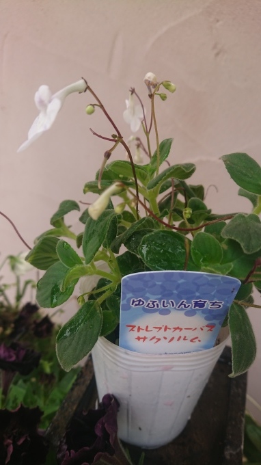 ストレプトカーパスサクソルム と荒戸クルミのケーキたち お菓子な 日記