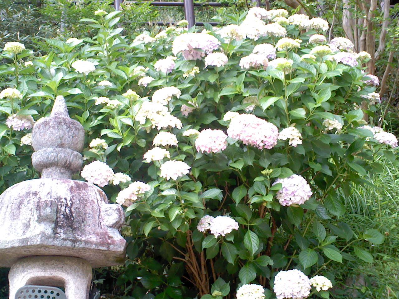 西国札所8番長谷寺_b0109511_21165006.jpg