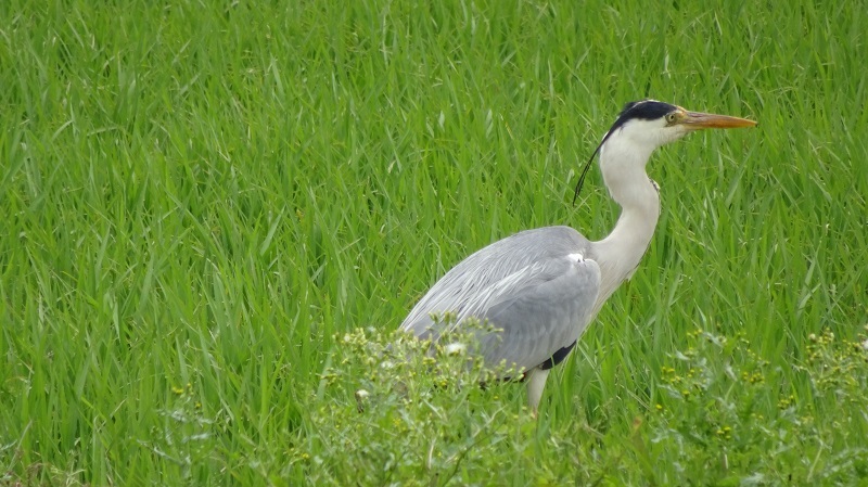 野鳥・・・(4565)_e0349324_14090738.jpg