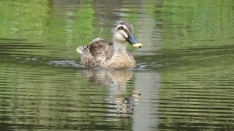 野鳥・・・(4565)_e0349324_14092665.jpg