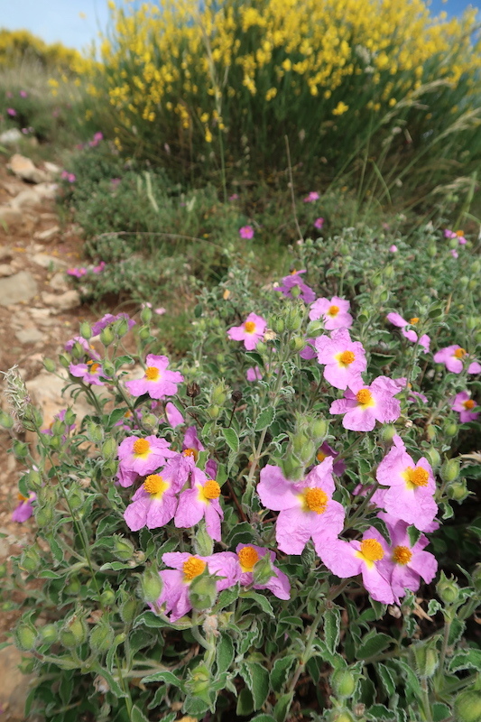 エニシダの金色の花咲き匂うテッツィオ山_f0234936_23253069.jpg