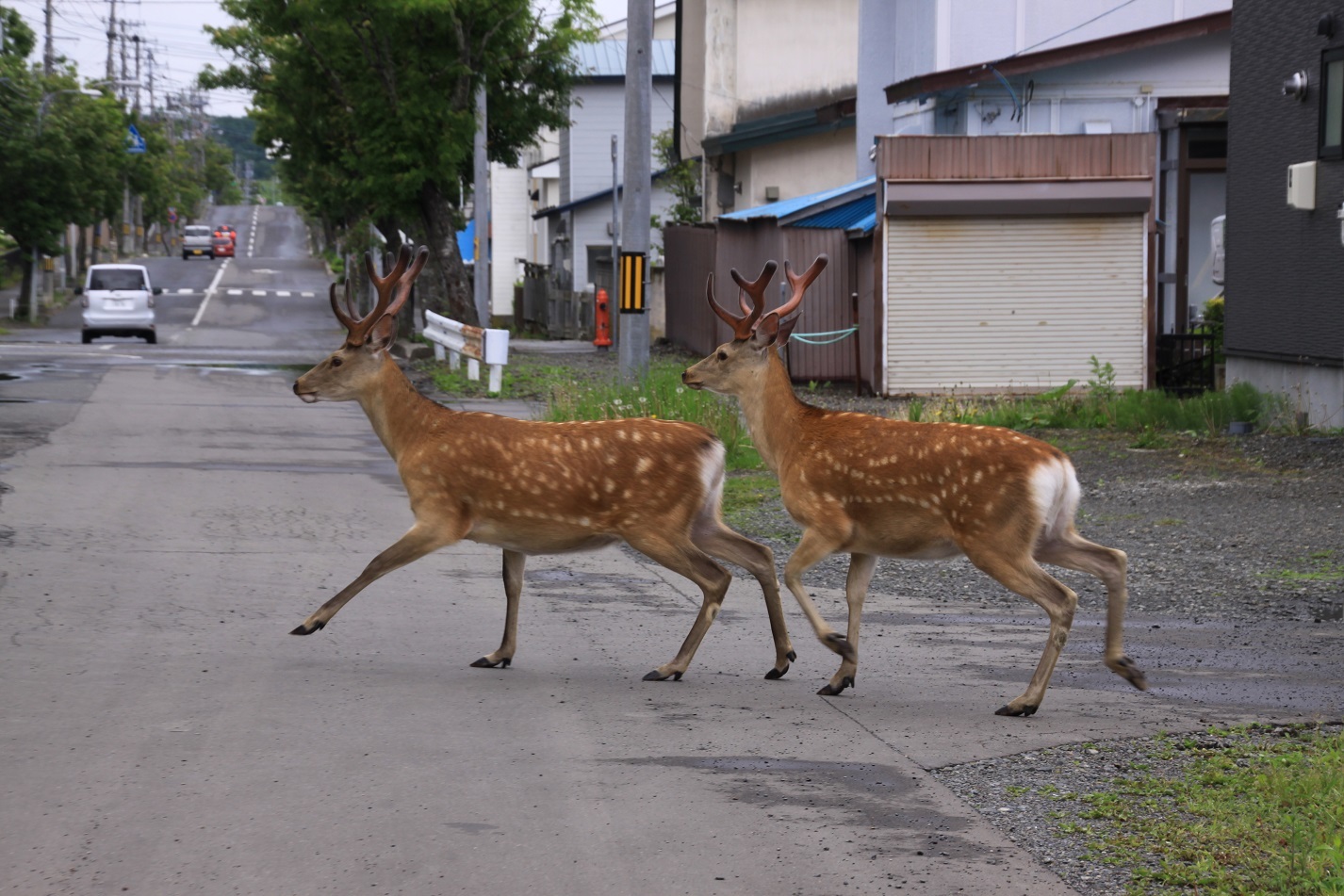ベビーラッシュ 6月6日_f0113639_11582333.jpg