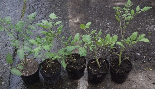 ミニトマト ポットへの挿し木 畑に植える のんびり果樹栽培と家庭菜園を楽しむ ミニトマト ポットへの挿し木 畑に植える のんびり果樹栽培と家庭菜園を楽しむ