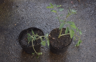 ミニトマト ポットへの挿し木 畑に植える のんびり果樹栽培と家庭菜園を楽しむ ミニトマト ポットへの挿し木 畑に植える のんびり果樹栽培と家庭菜園を楽しむ