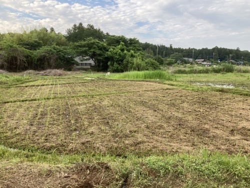 田植え!!!!_c0331145_20355991.jpg