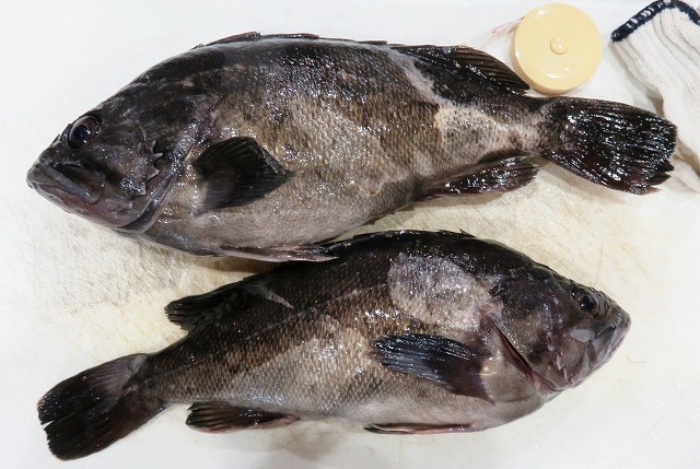 新潟発 キジハタ メバル釣り 新潟発 キジハタ メバル釣り