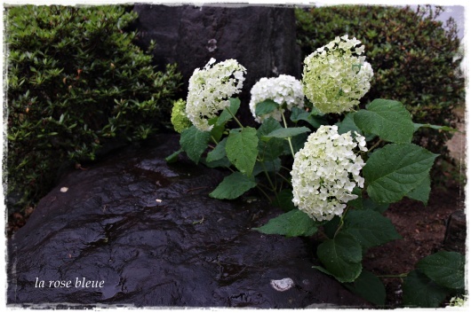 西の庭に紫陽花を La Rose 薔薇の庭