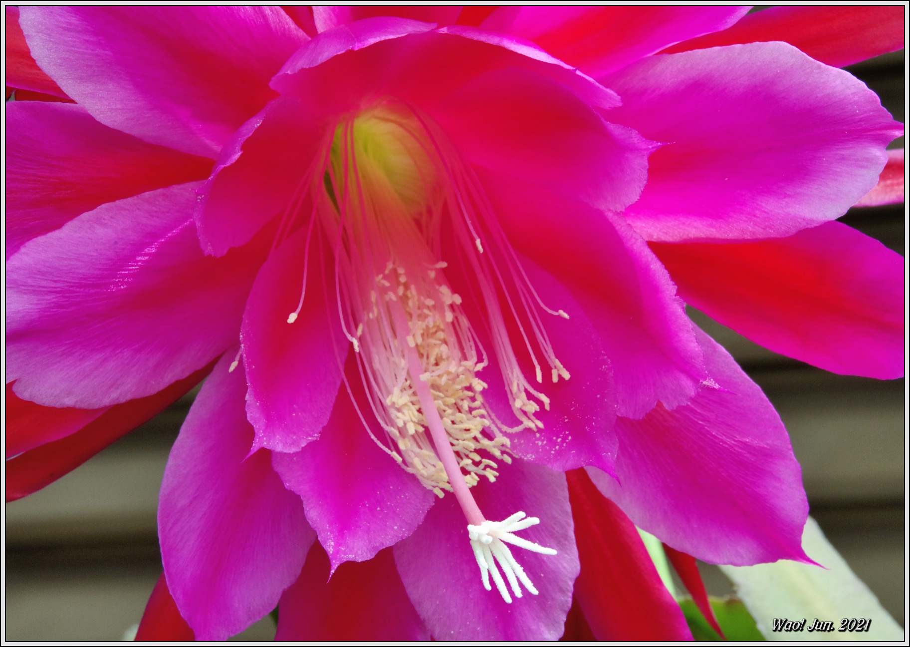 庭に咲く花 21 13 クジャクサボテン薄紫 野鳥の素顔 野鳥と日々の出来事