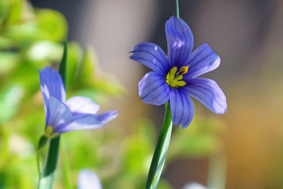 いろいろな花 カメラと散歩3 いろいろな花 カメラと散歩3