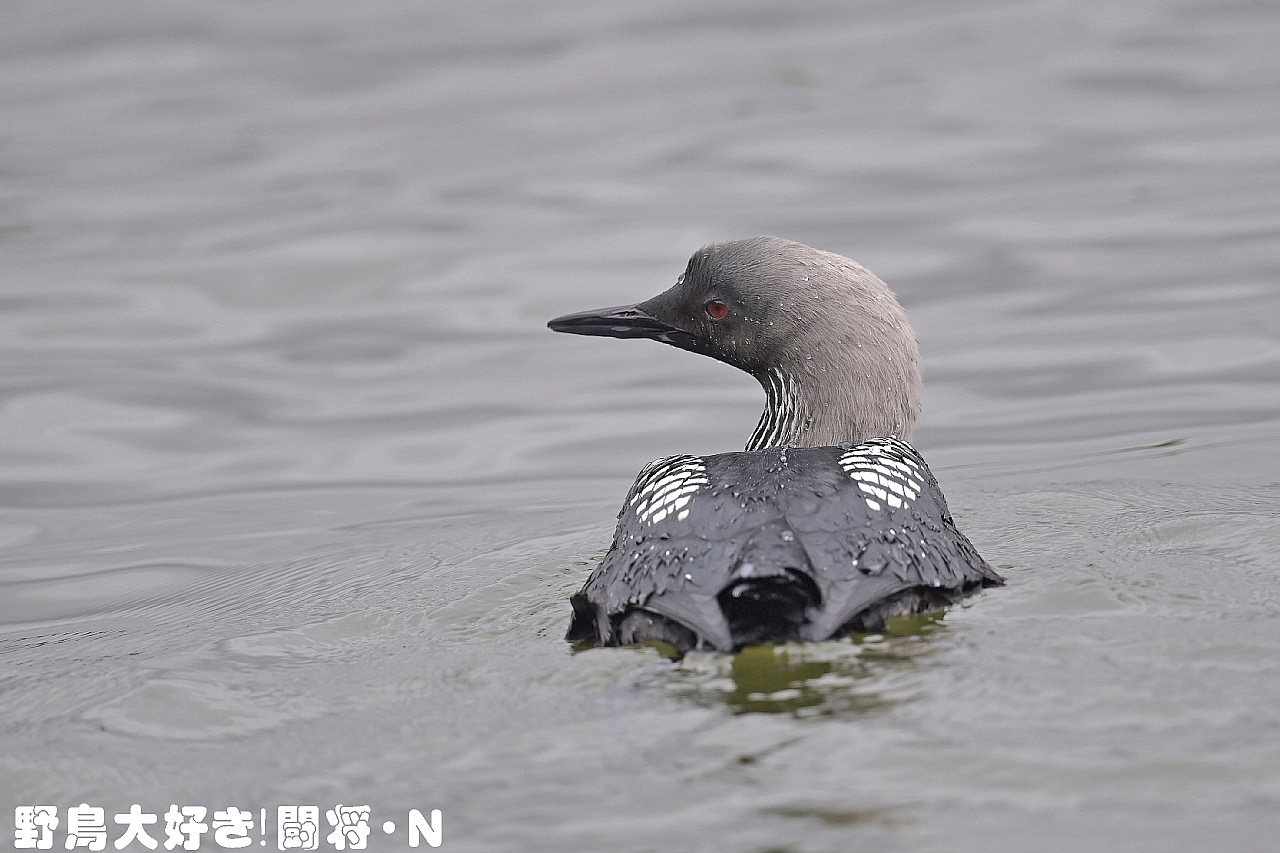 シロエリオオハム 野鳥大好き 闘将 ｎ