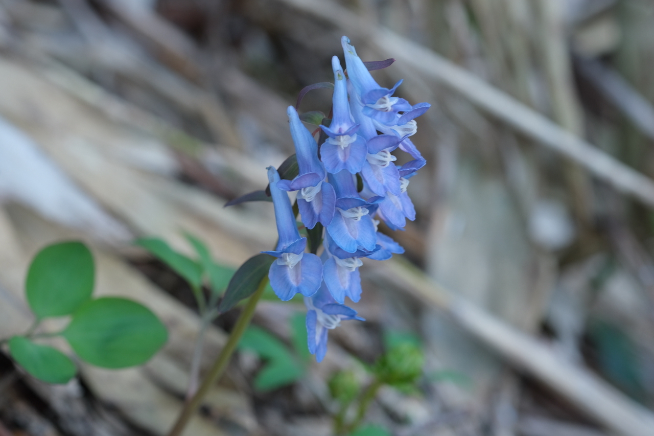 山野草　超希少　エゾツクモグサ　A 山野草 エゾツクモグサ 芦別岳 超希少 5号鉢植え