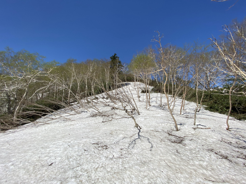ツクモグサ咲く芦別岳 : その向こうにある風景